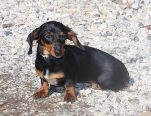 Black & Tan Dachshund