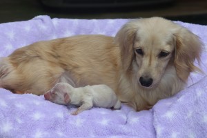 genesis-english-cream-dachshund-&-baby