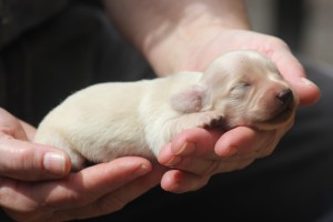 hosanna-english-cream-dachshund-puppy