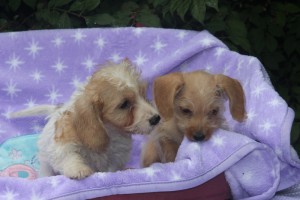 miriam&deborah-wirehair-dachshund-puppies-1