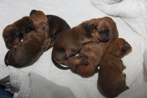 79+ Piebald Wire Haired Dachshund Puppies