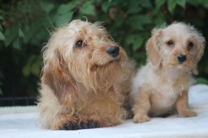 caleb-&-miss-dee-wirehaired-dachshunds