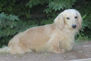 little-john-english-cream-dachshund-