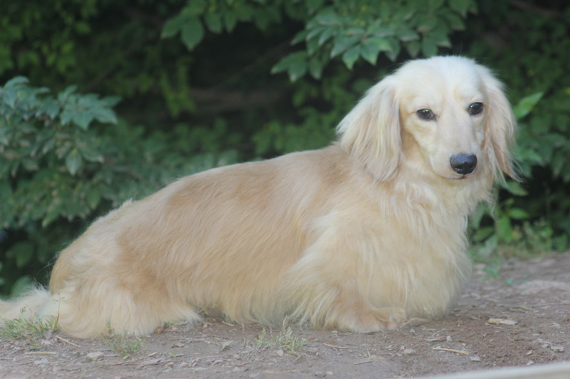 english cream piebald dachshund