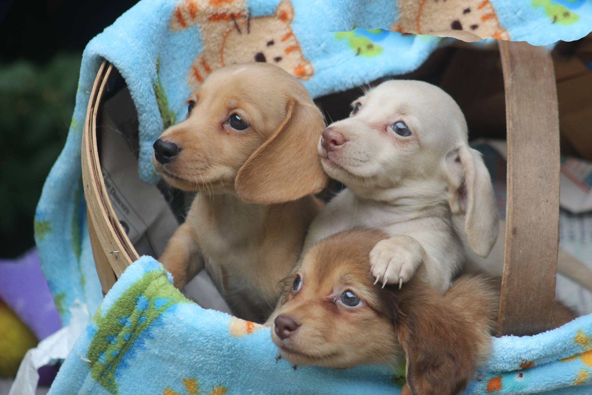 Miniature Dachshund Pups