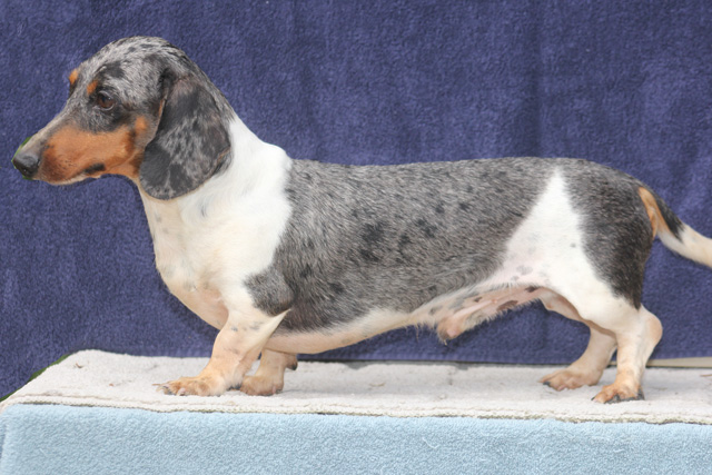 blue dapple piebald dachshund