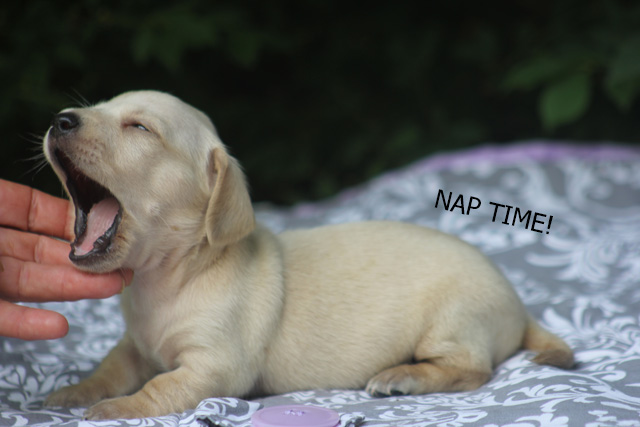 albino dachshund for sale