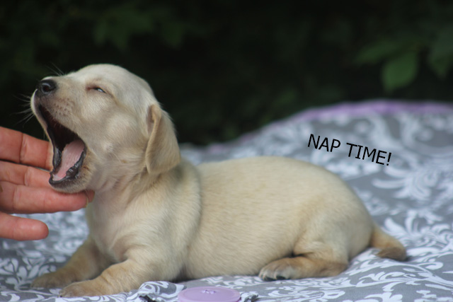 63+ Teacup Miniature Dachshund Puppies