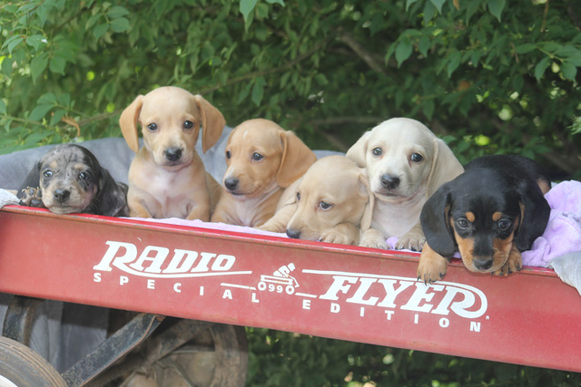 piebald mini dachshund for sale