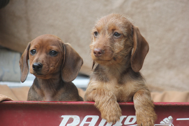 dashounds puppies for sale