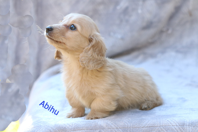 english cream dachshund price