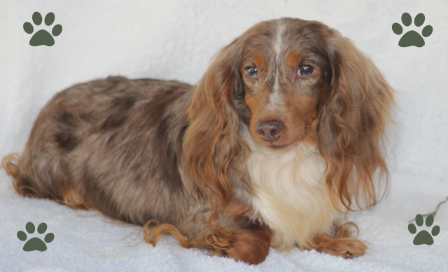 Sires - Louie's Miniature Dachshunds Sires - Louie'S Miniature Dachshunds