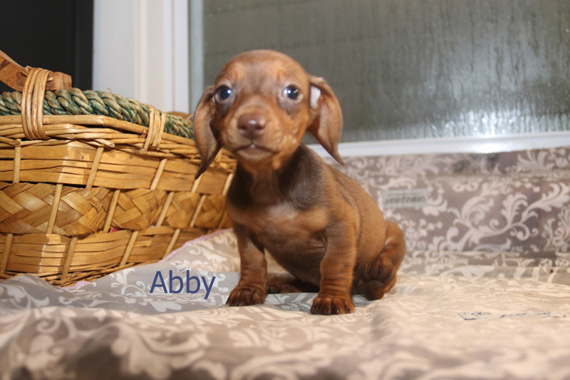 36 Best Pictures Dachshund Puppies For Sale Utah : 2 pure bred mini dachshund pups for sale in Charleston ...