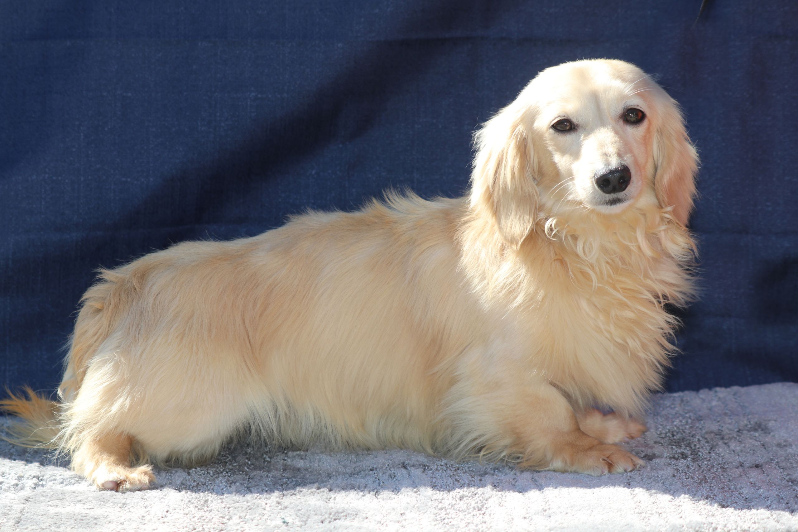 Egypt/Nehemiah - Puppies for Sale - Louie's Miniature Dachshunds